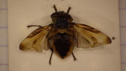 Phasia hemiptera